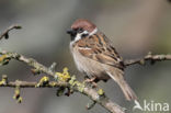 Eurasian Tree Sparrow (Passer montanus)