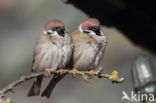 Eurasian Tree Sparrow (Passer montanus)