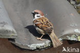 Eurasian Tree Sparrow (Passer montanus)