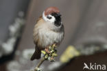 Eurasian Tree Sparrow (Passer montanus)