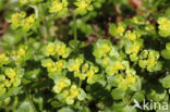 Verspreidbladig goudveil (Chrysosplenium alternifolium)