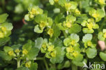 Alternate-leaved Golden Saxifrage (Chrysosplenium alternifolium)