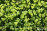 Alternate-leaved Golden Saxifrage (Chrysosplenium alternifolium)