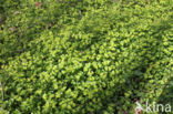 Alternate-leaved Golden Saxifrage (Chrysosplenium alternifolium)