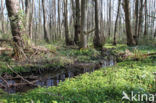 Verspreidbladig goudveil (Chrysosplenium alternifolium)