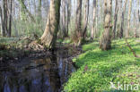 Verspreidbladig goudveil (Chrysosplenium alternifolium)