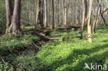 Alternate-leaved Golden Saxifrage (Chrysosplenium alternifolium)