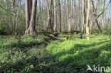 Verspreidbladig goudveil (Chrysosplenium alternifolium)