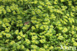 Alternate-leaved Golden Saxifrage (Chrysosplenium alternifolium)