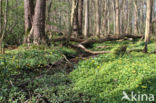 Alternate-leaved Golden Saxifrage (Chrysosplenium alternifolium)