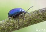 alder leaf beetle (Agelastica alni)