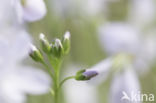 Pinksterbloem (Cardamine pratensis)