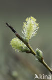 Kruipwilg (Salix repens)