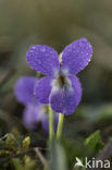 Ruig viooltje (Viola hirta)