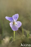 Ruig viooltje (Viola hirta)