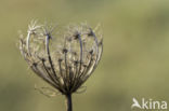 Wilde Peen (Daucus carota)