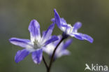 Glory-of-the Snow (Scilla siehei)