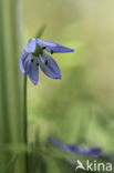 Alpine Squill (Scilla bifolia)