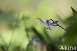 Vroege sterhyacint (Scilla bifolia)