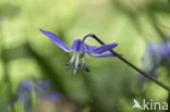 Alpine Squill (Scilla bifolia)