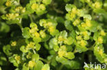 Alternate-leaved Golden Saxifrage (Chrysosplenium alternifolium)