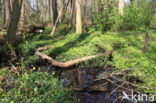 Alternate-leaved Golden Saxifrage (Chrysosplenium alternifolium)