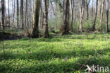 Verspreidbladig goudveil (Chrysosplenium alternifolium)