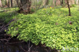 Alternate-leaved Golden Saxifrage (Chrysosplenium alternifolium)