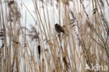 Rietgors (Emberiza schoeniclus)