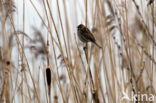 Reed Bunting (Emberiza schoeniclus)