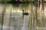 Wilde Eend (Anas platyrhynchos)