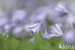 Blauwe anemoon (Anemone apennina)