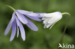 Blue Anemone (Anemone apennina)