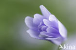 Blue Anemone (Anemone apennina)