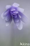 Blue Anemone (Anemone apennina)