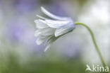 Blue Anemone (Anemone apennina)