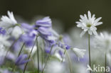 Blue Anemone (Anemone apennina)