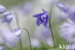 Blauwe anemoon (Anemone apennina)