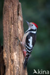 Middelste Bonte Specht (Dendrocopos medius)