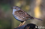 Heggemus (Prunella modularis)