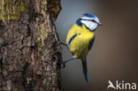 Blue Tit (Parus caeruleus)