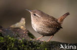 Winterkoning (Troglodytes troglodytes)