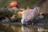 Collared Turtle Dove (Streptopelia decaocto)