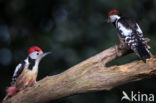 Middelste Bonte Specht (Dendrocopos medius)