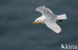 Black-legged Kittiwake (Rissa tridactyla)