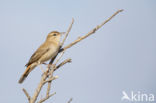 Rufous-tailed Scrub-Robin (Erythropygia galactotes)