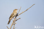 Rufous-tailed Scrub-Robin (Erythropygia galactotes)