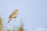 Rufous-tailed Scrub-Robin (Erythropygia galactotes)