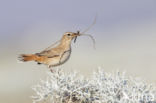 Rufous-tailed Scrub-Robin (Erythropygia galactotes)