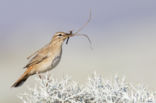 Rufous-tailed Scrub-Robin (Erythropygia galactotes)